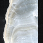 Fig 3 - Section of stalagmite CC5