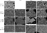 Back-scattered SEM images of typical textures obtained from decompression experiments