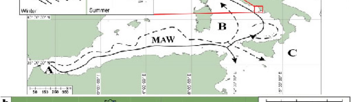 Living and thanatocoenosis coccolithophore communities in a neritic area of the central Tyrrhenian Sea