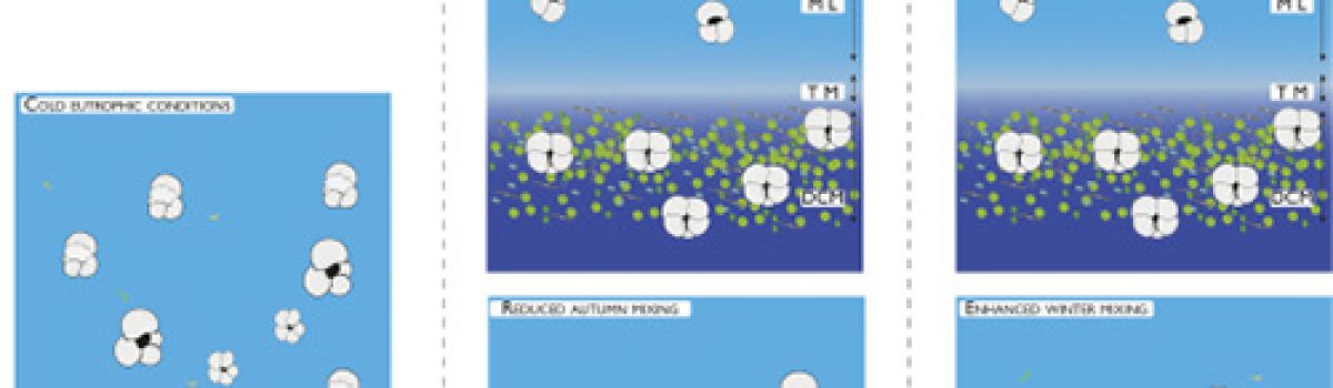 Filling the gap of the late Quaternary planktonic foraminifera record in the Western Mediterranean: Paleoceanographic changes in the Ligurian Sea over the last 27.4 ka